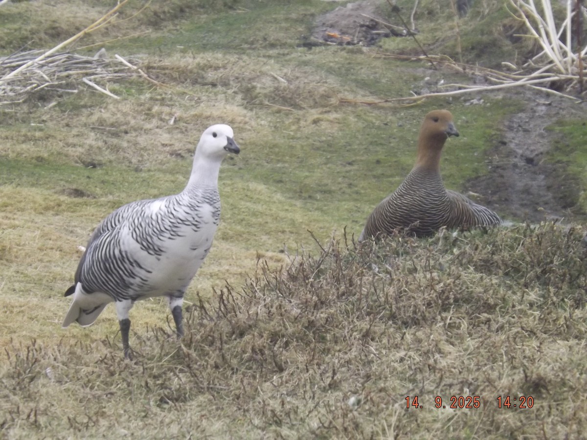 Upland Goose - ML641971073