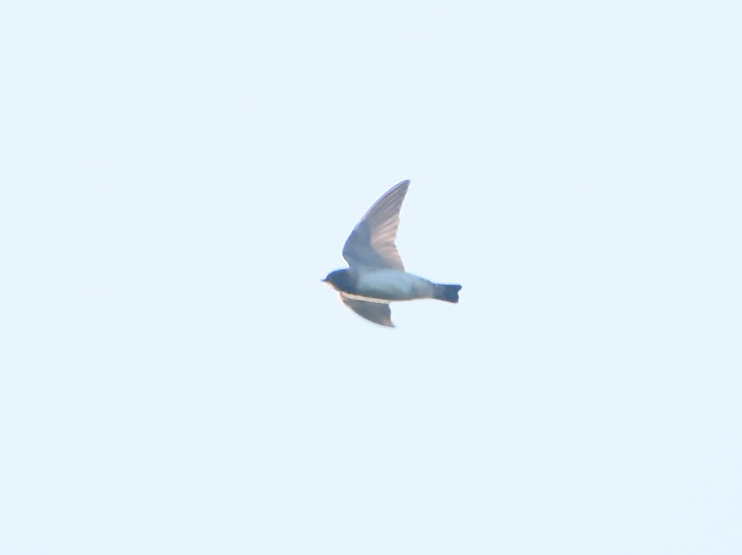 Cliff Swallow - ML641971079