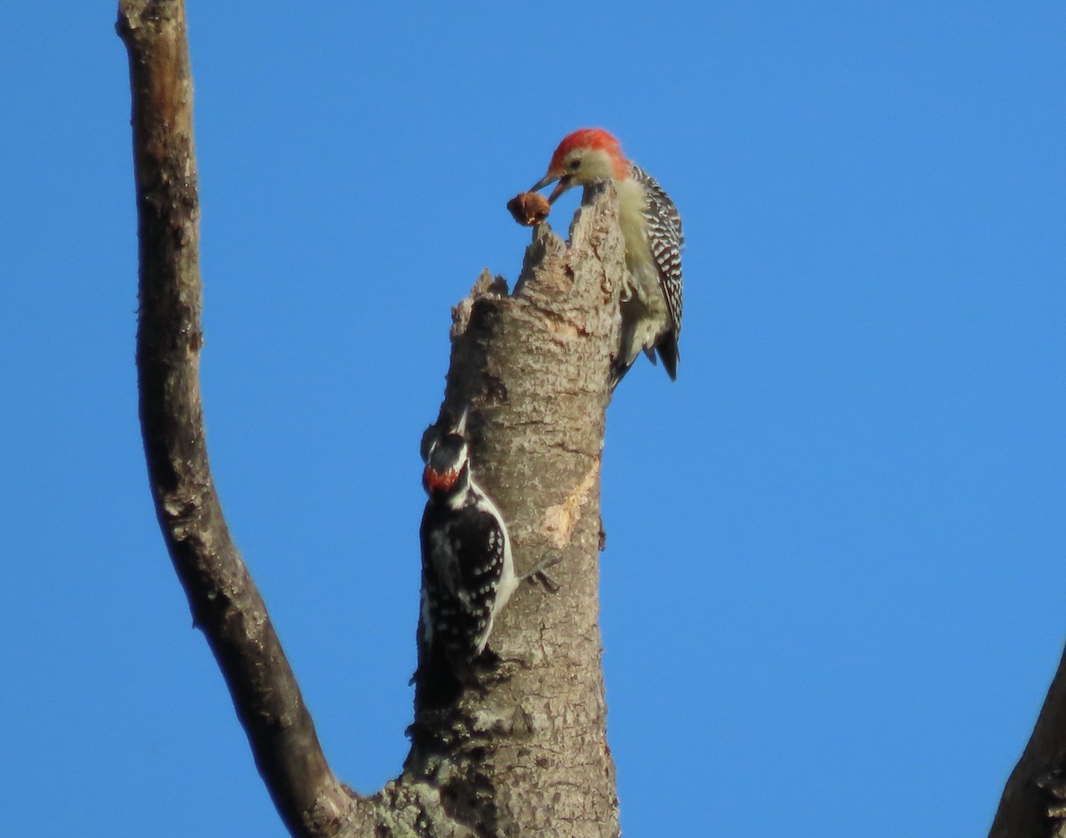 Red-bellied Woodpecker - ML641971086