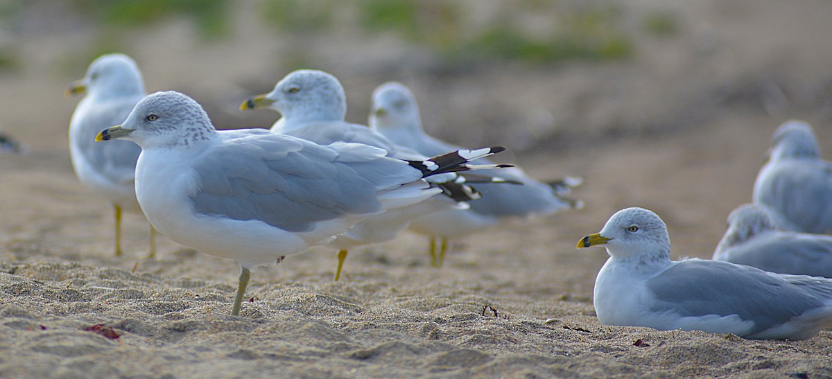 ringnebbmåke - ML641971091