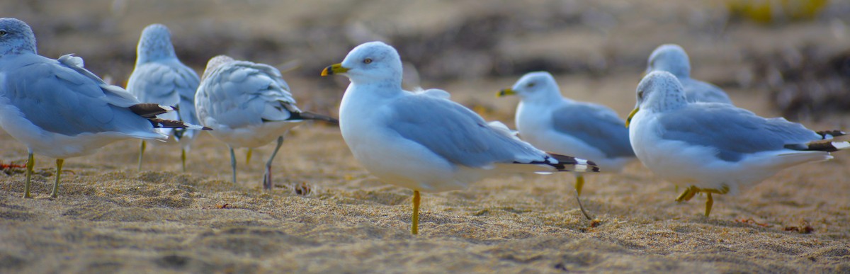 ringnebbmåke - ML641971092