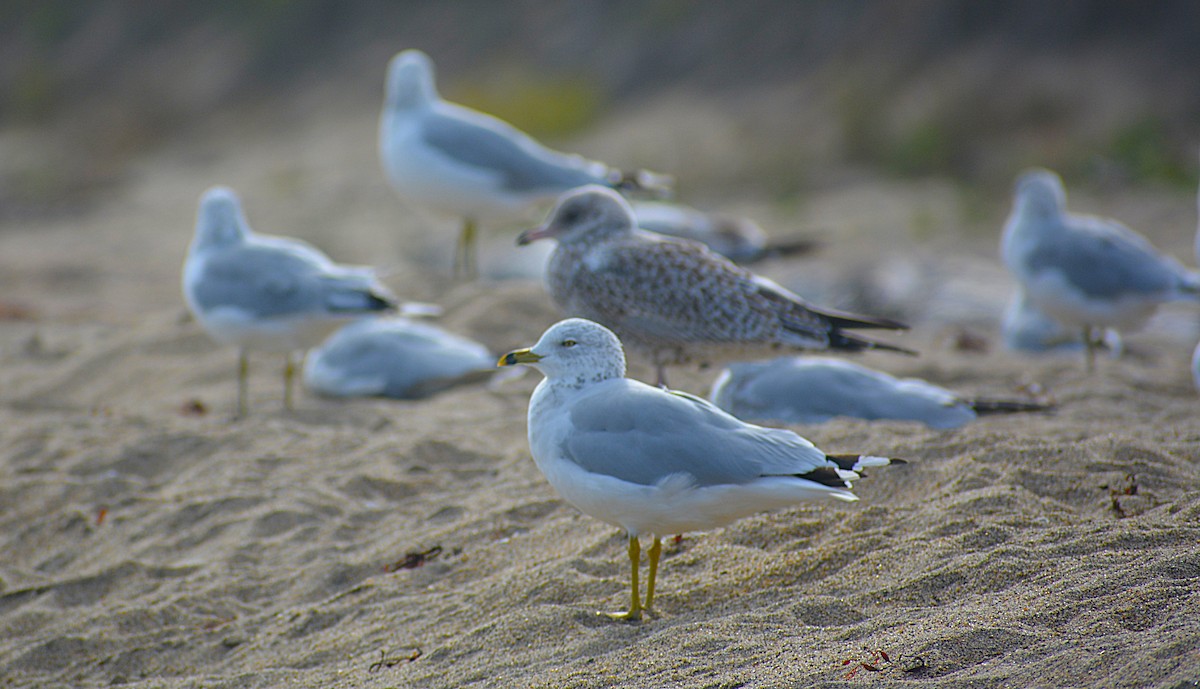 ringnebbmåke - ML641971093