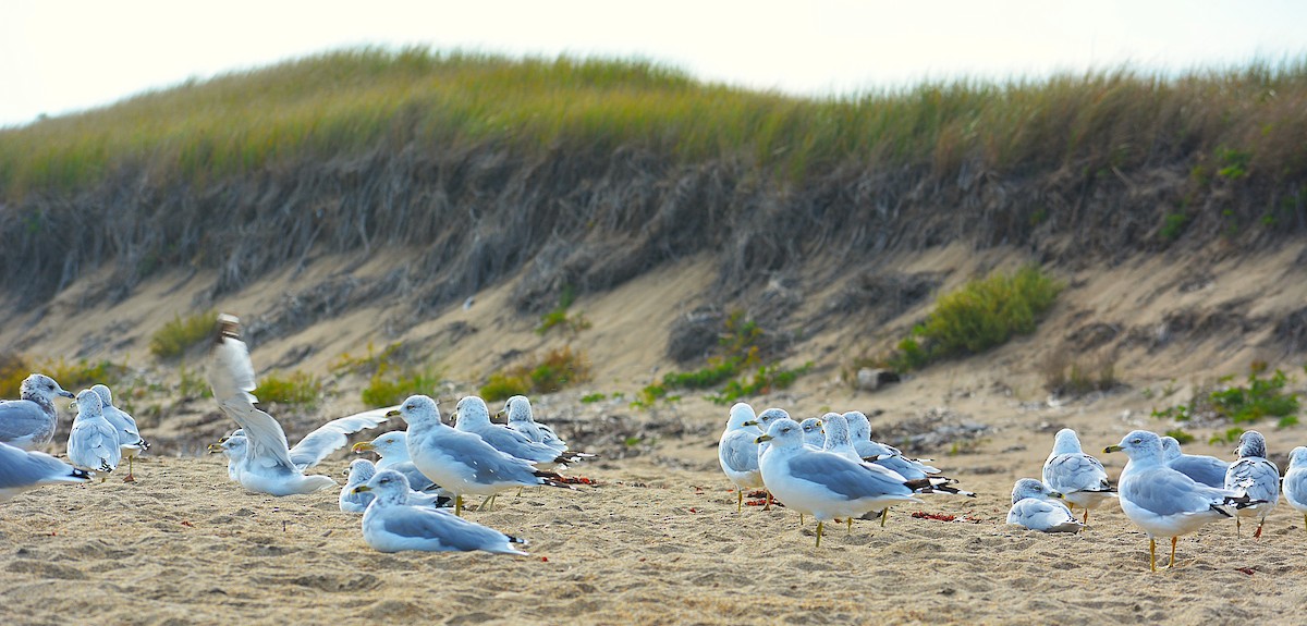 ringnebbmåke - ML641971094