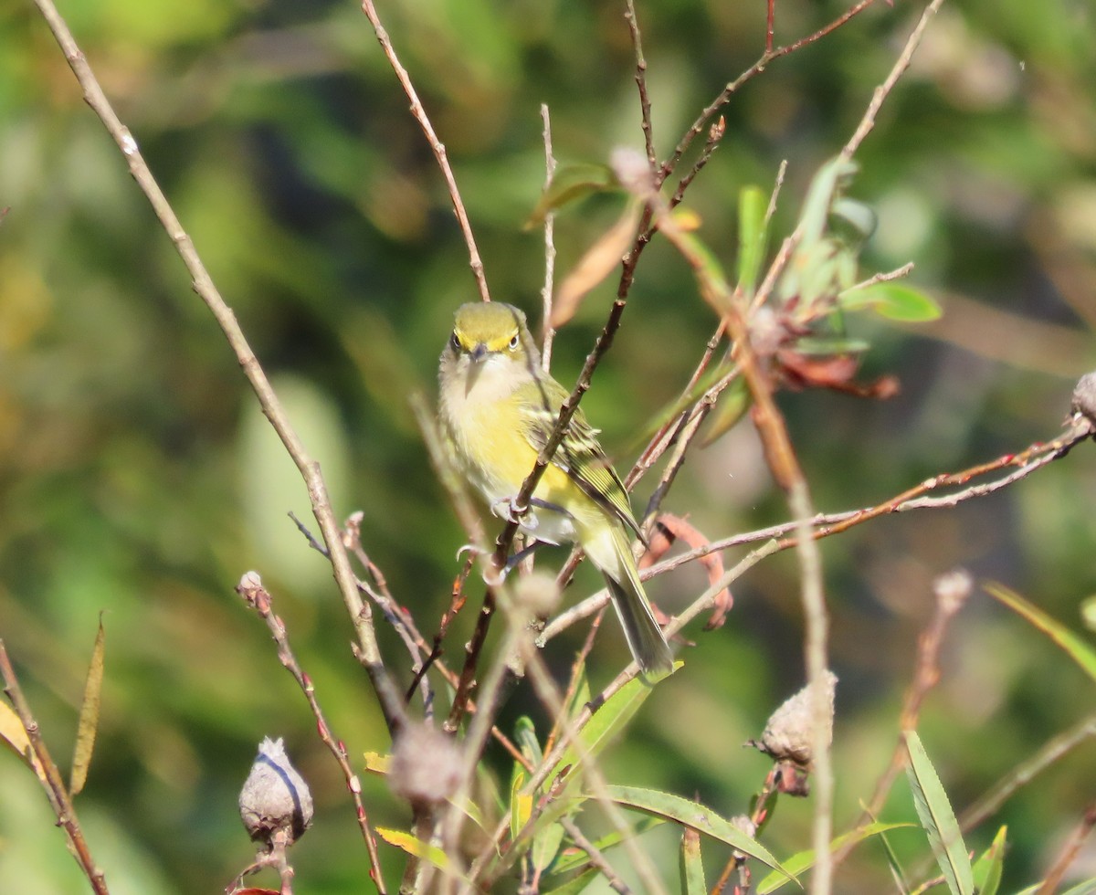 Weißaugenvireo - ML641971101