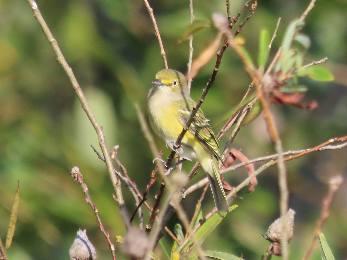 Weißaugenvireo - ML641971104