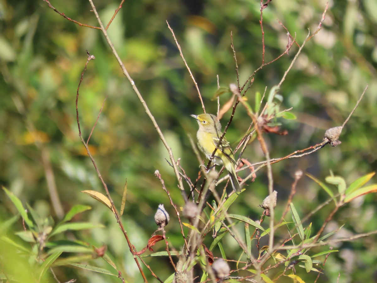Weißaugenvireo - ML641971105