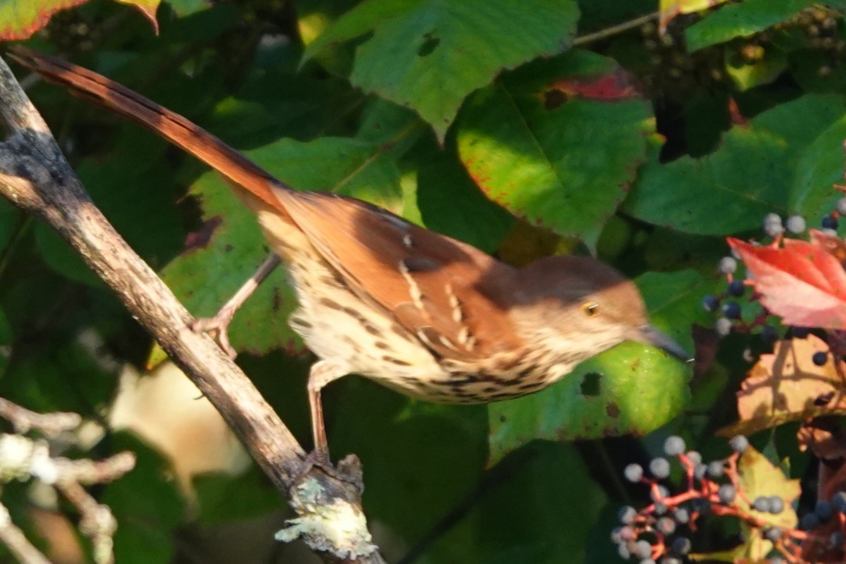 Brown Thrasher - ML641971117