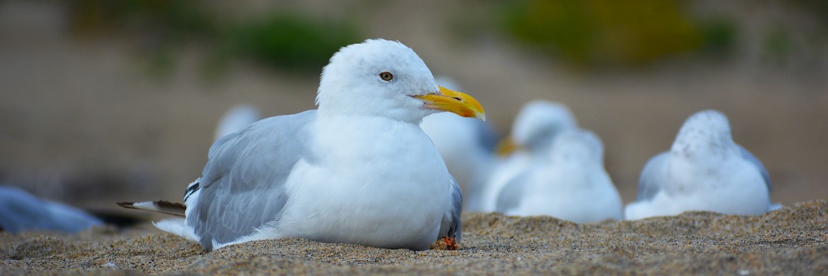 amerikagråmåke - ML641971118