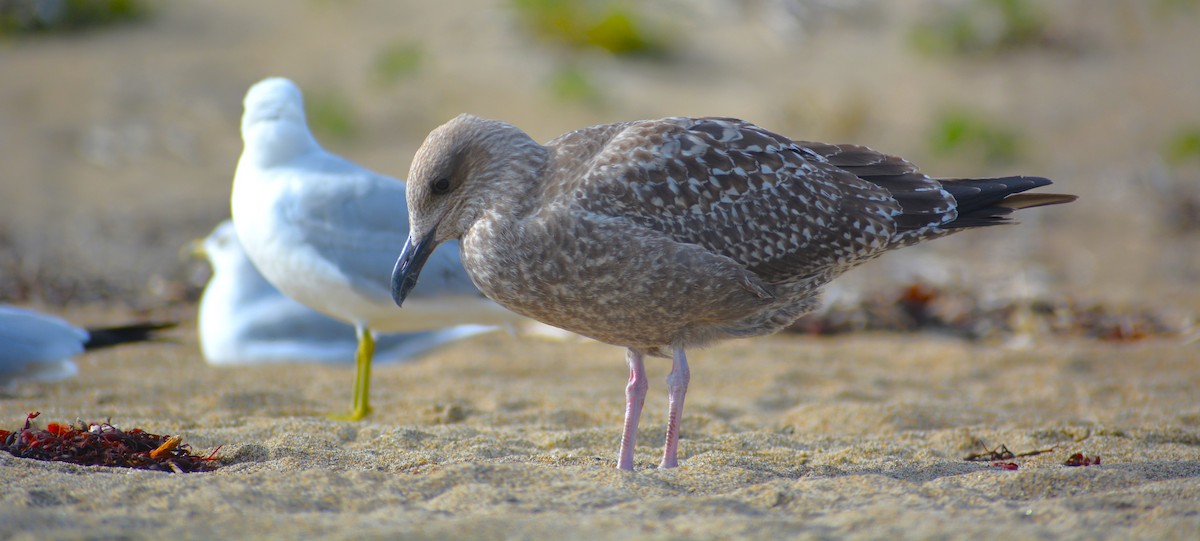 amerikagråmåke - ML641971120