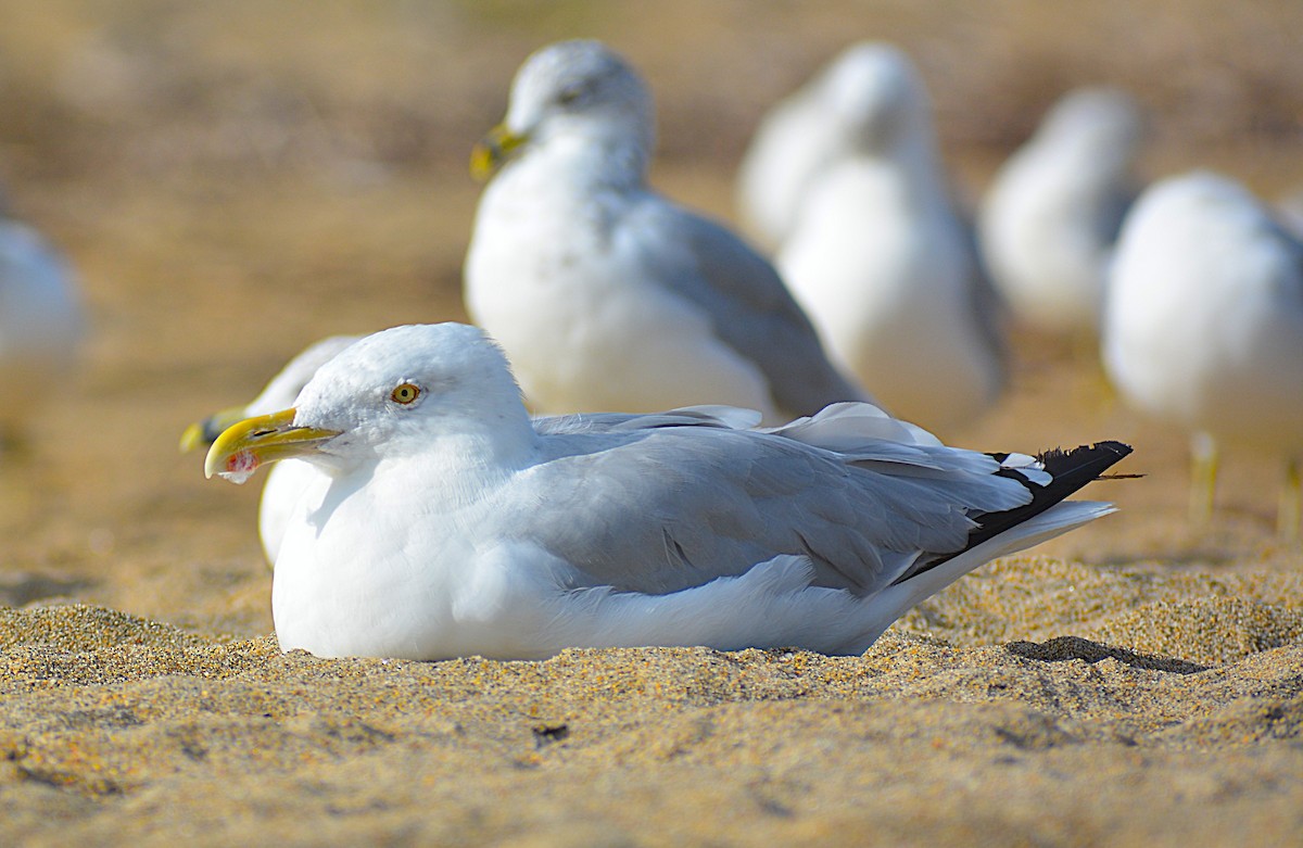 amerikagråmåke - ML641971121