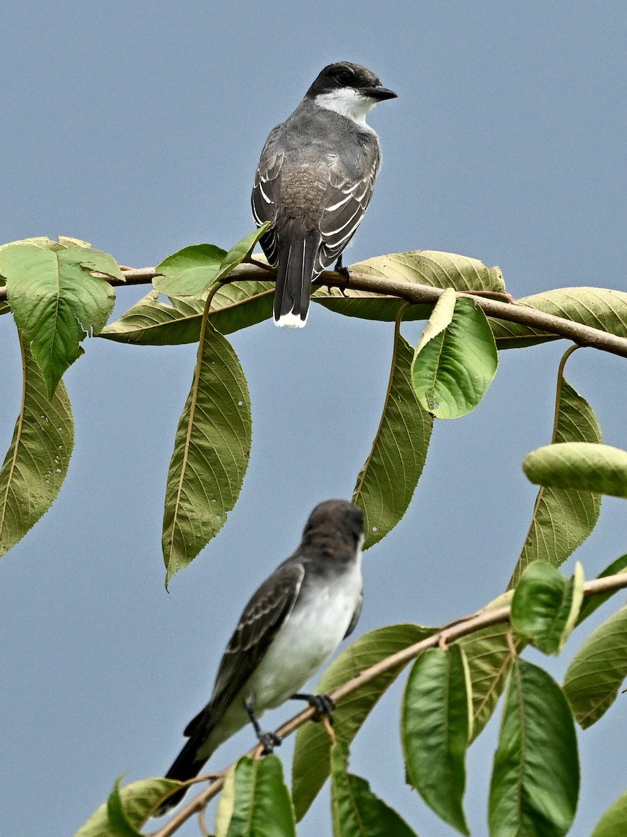 טירן מזרחי - ML641971132