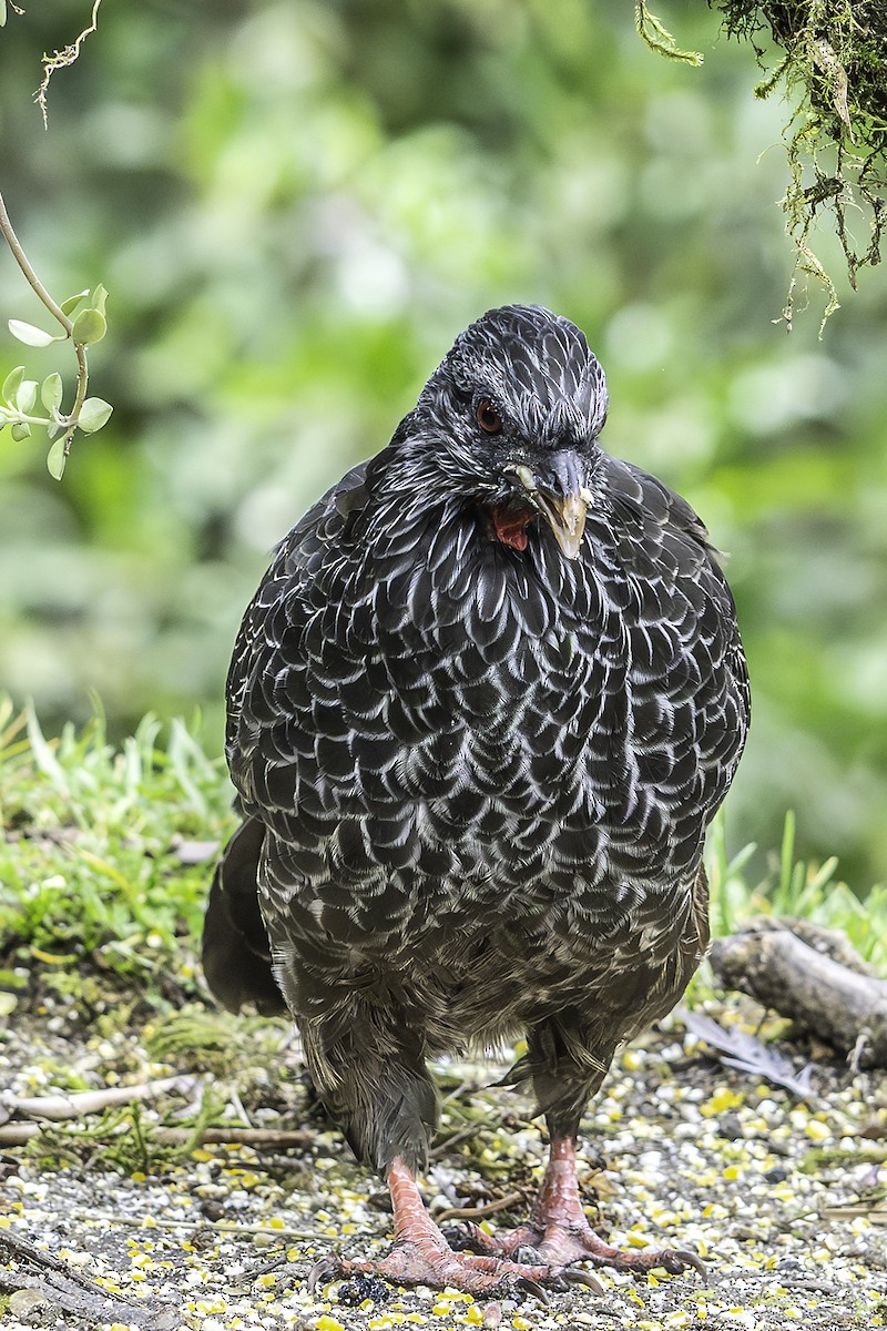 Andean Guan - ML641971133