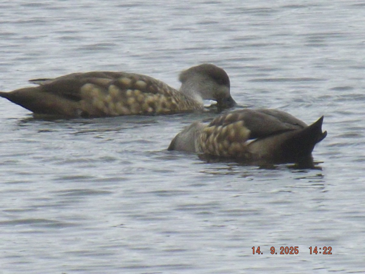 Crested Duck - ML641971138