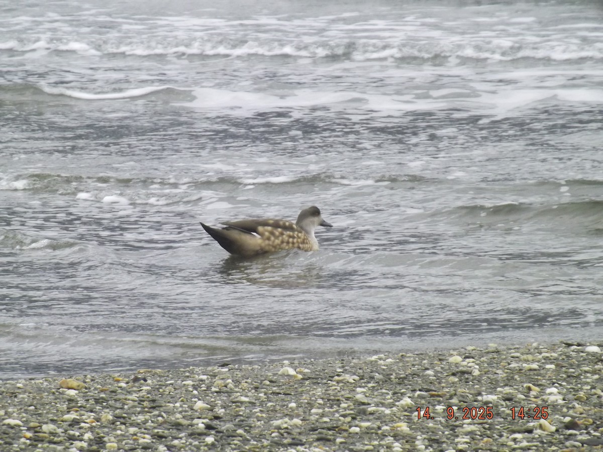 Crested Duck - ML641971139