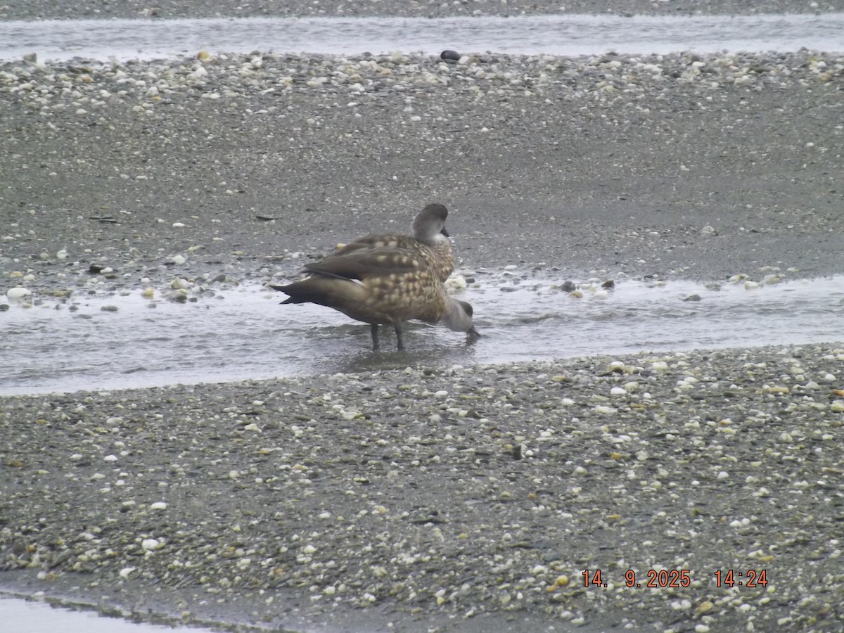 Crested Duck - ML641971140