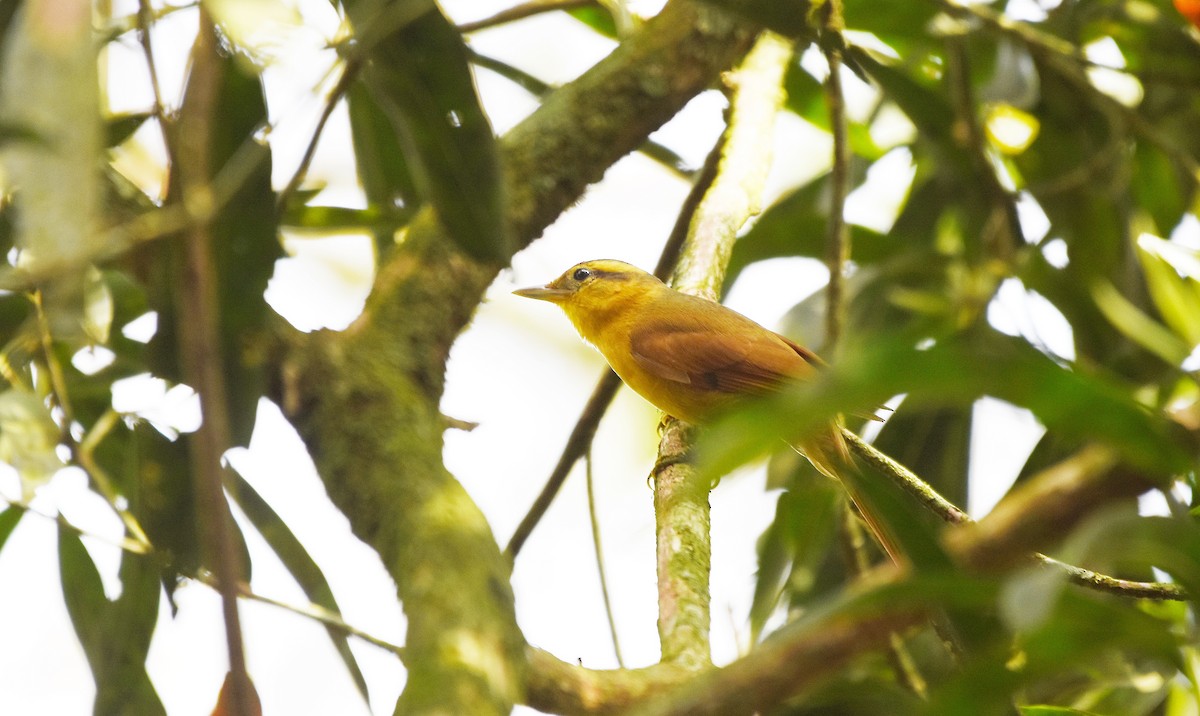 Ochre-breasted Foliage-gleaner - ML641971146