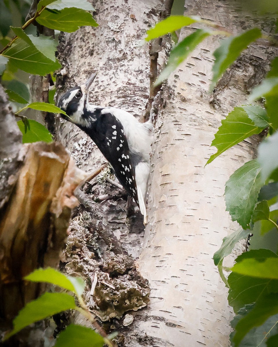 Hairy Woodpecker - ML641971150