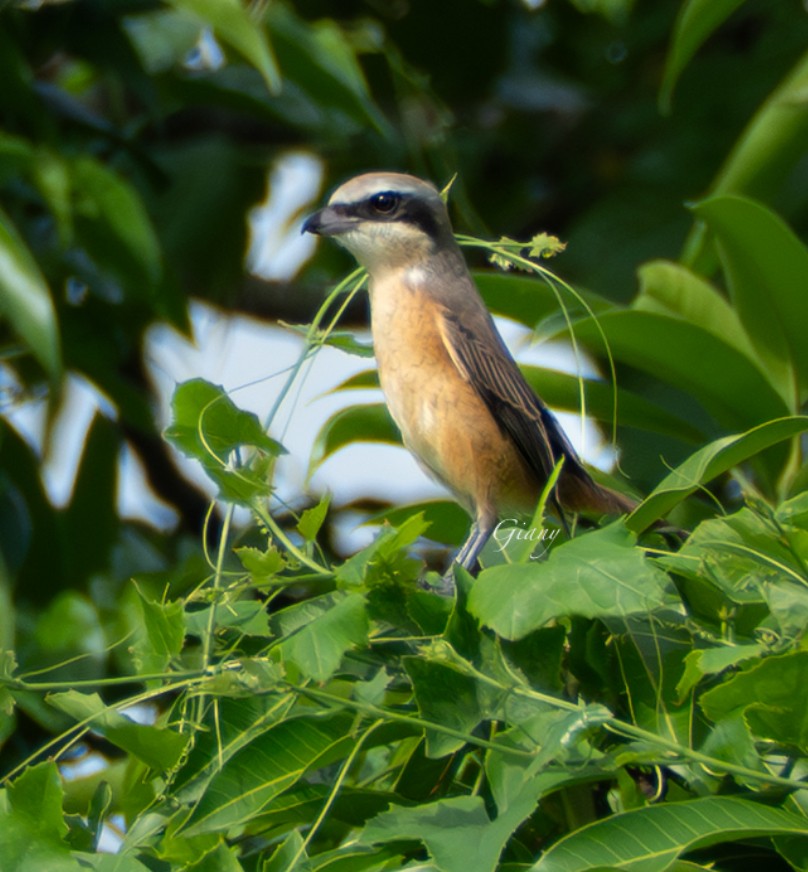 Brown Shrike - ML641971153