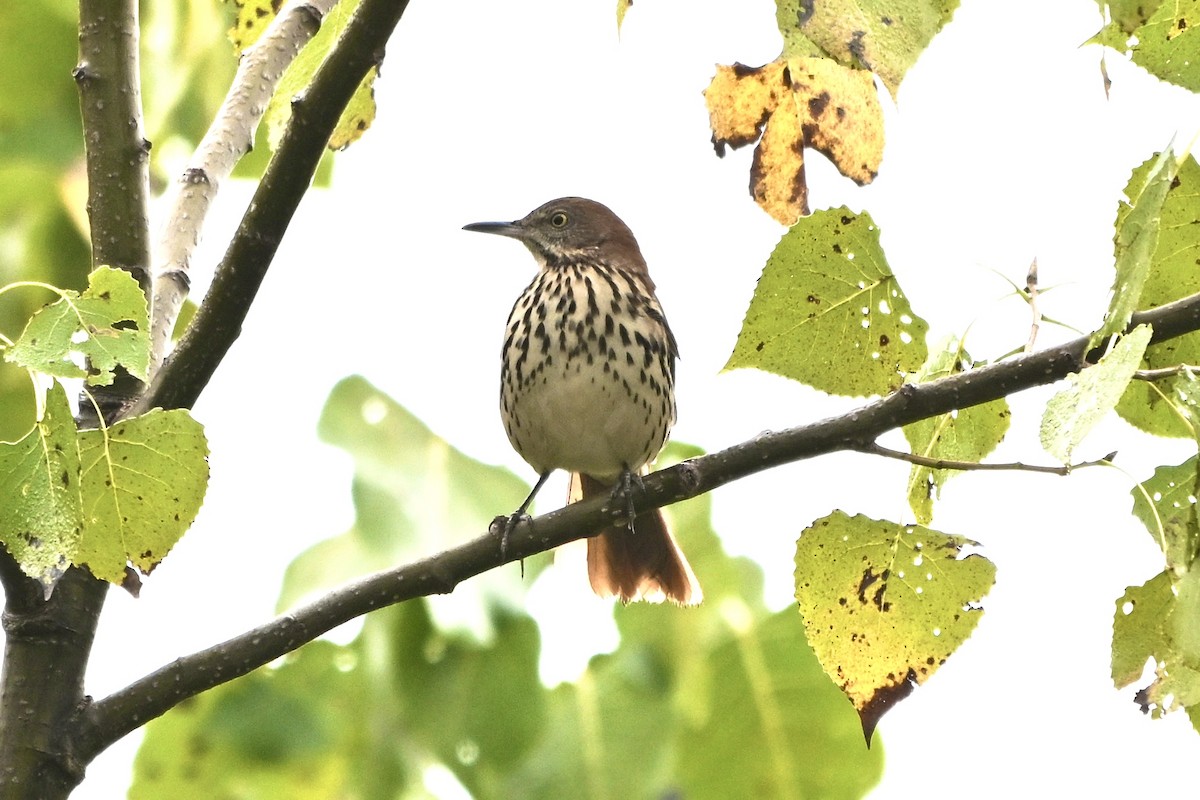 Brown Thrasher - ML641971165