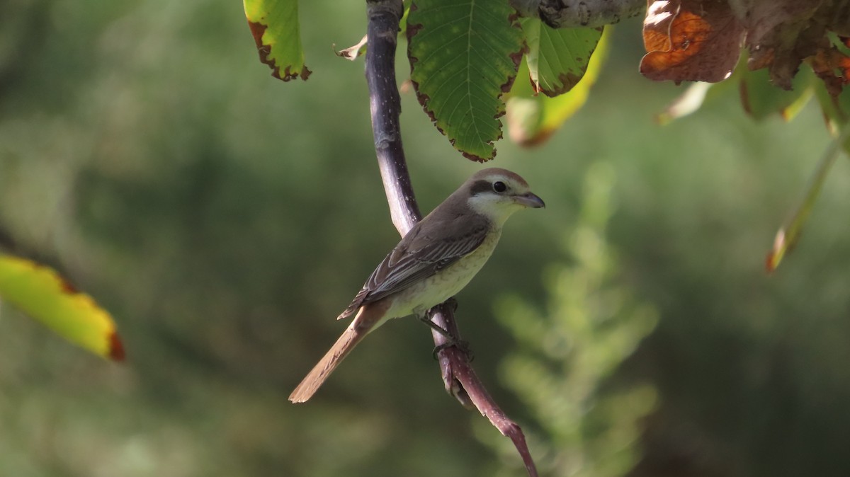 Isabelline Shrike - ML641971167