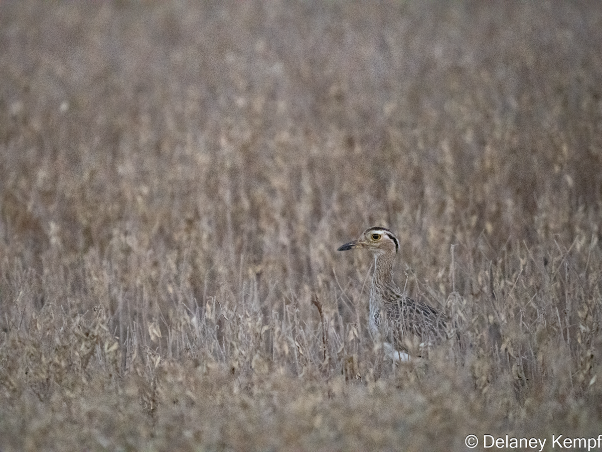 Double-striped Thick-knee - ML641971172