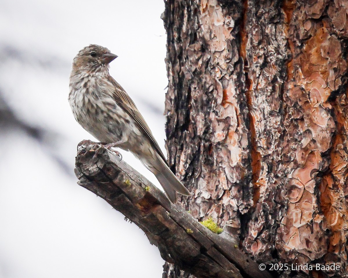 Cassin's Finch - ML641971189