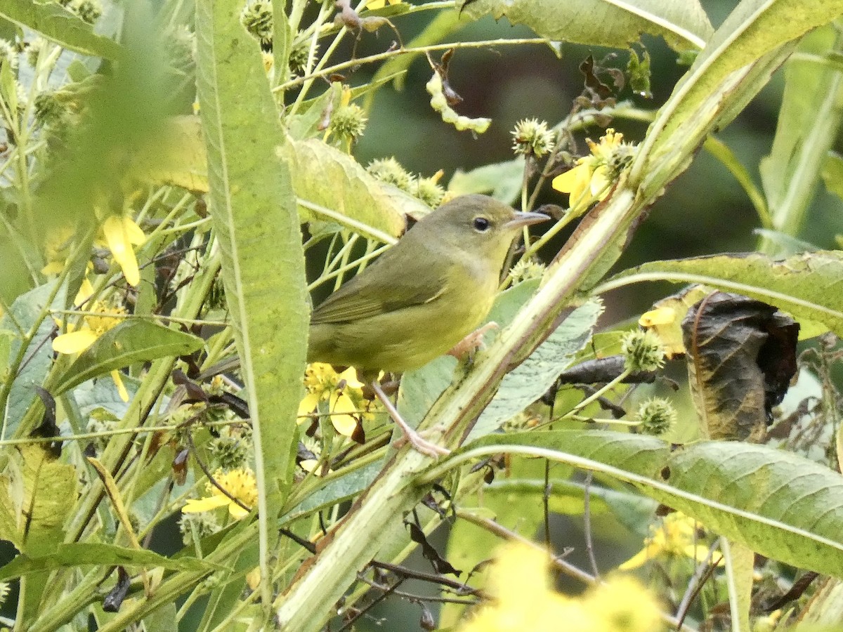 Mourning Warbler - ML641971212