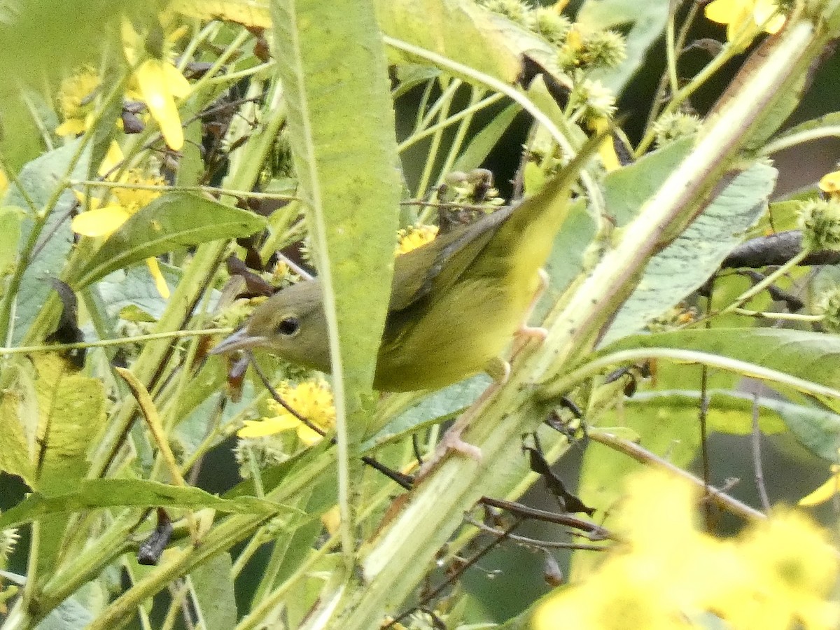 Mourning Warbler - ML641971220