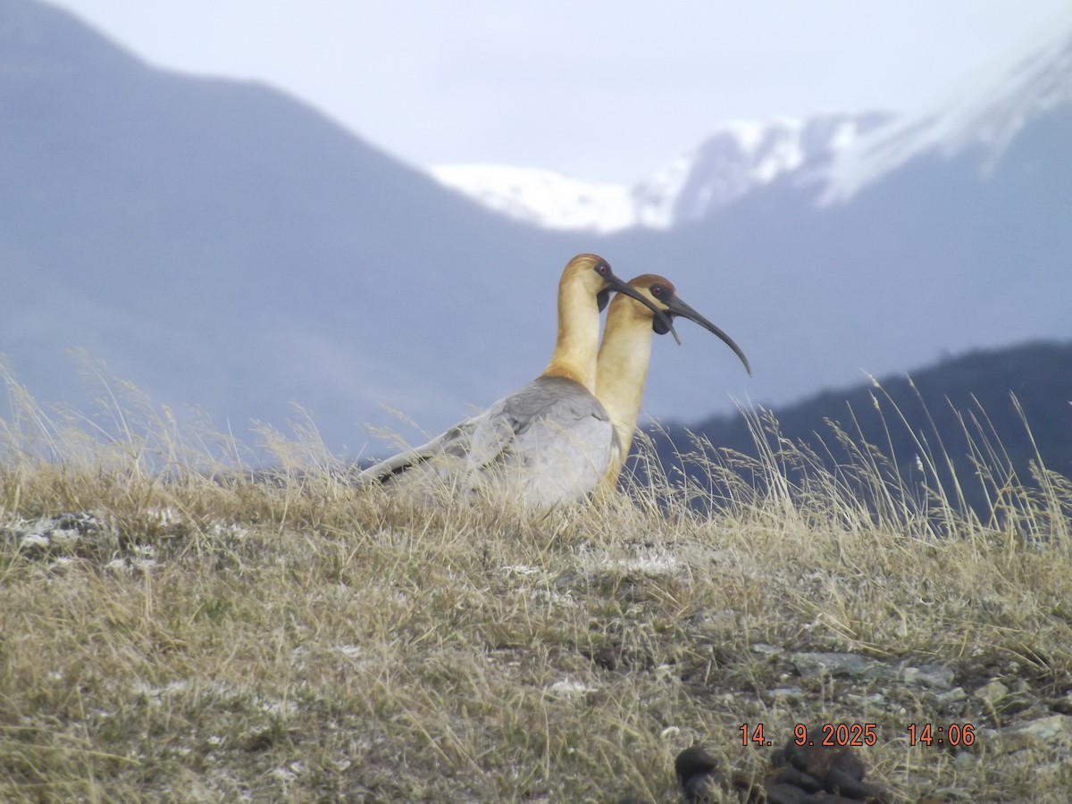 Bandurria Austral - ML641971231