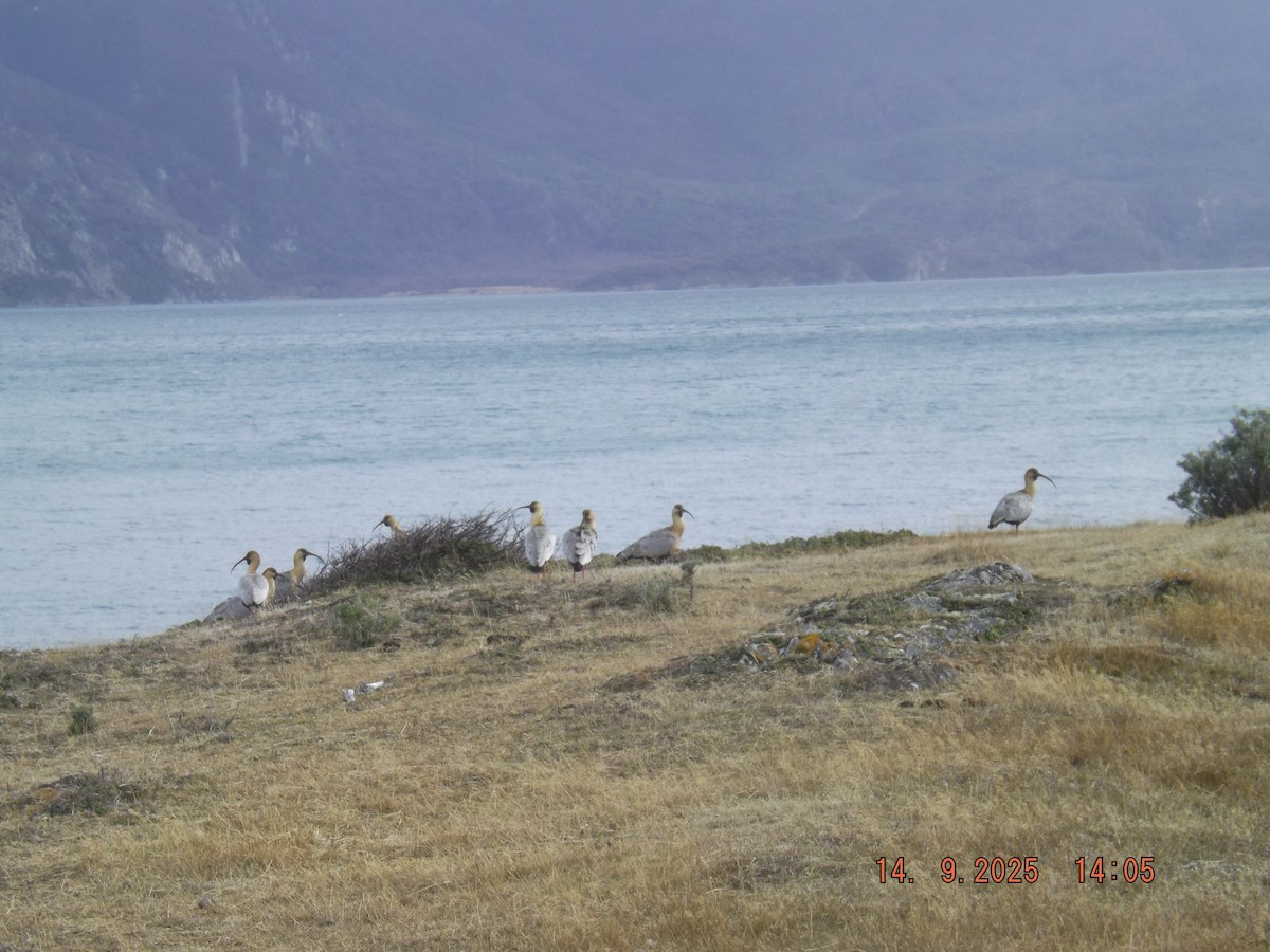 Bandurria Austral - ML641971232