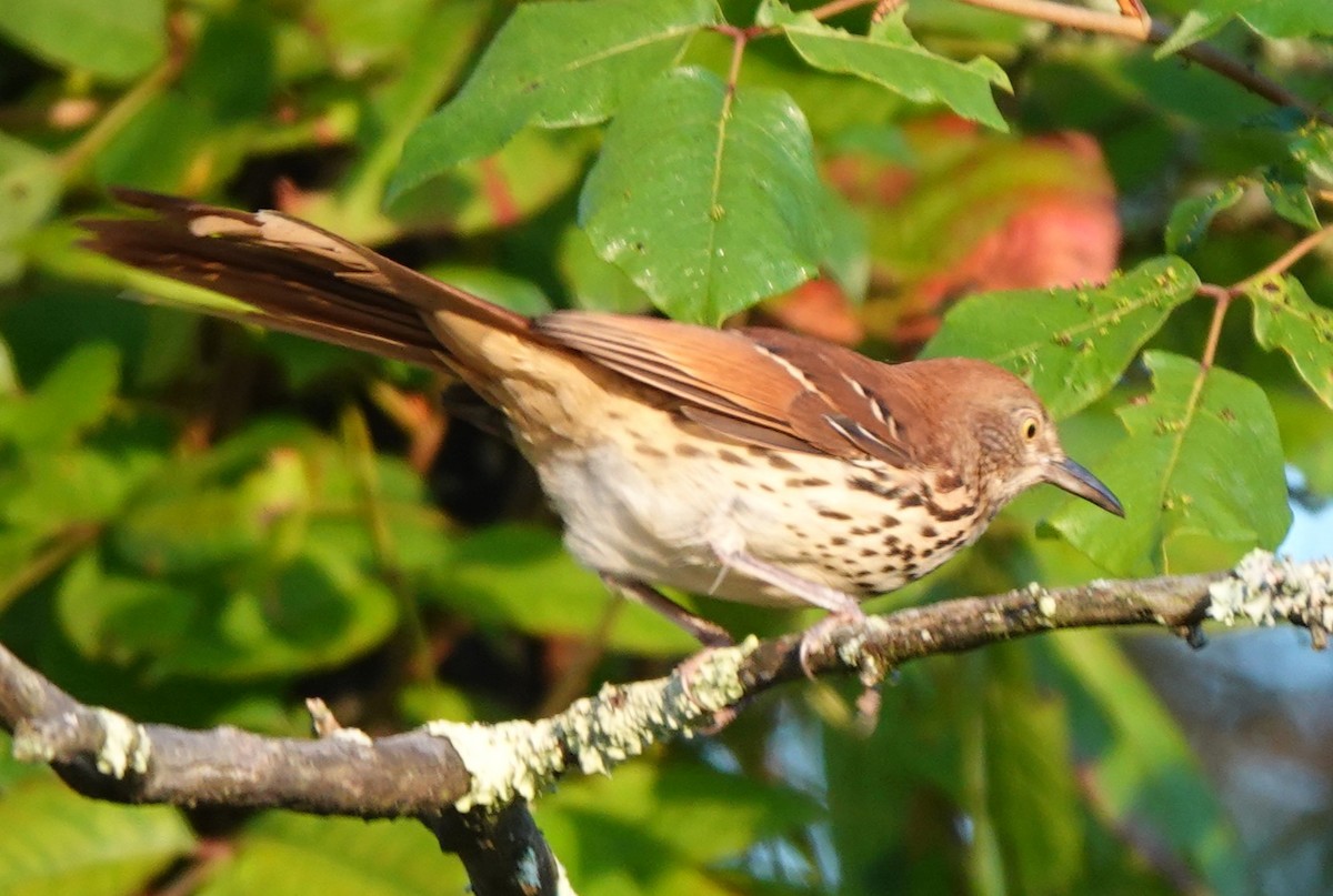 Brown Thrasher - ML641971247