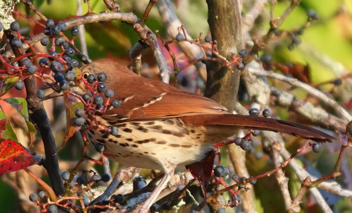 Brown Thrasher - ML641971264