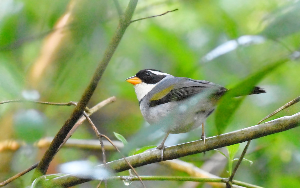 Saffron-billed Sparrow - ML641971265