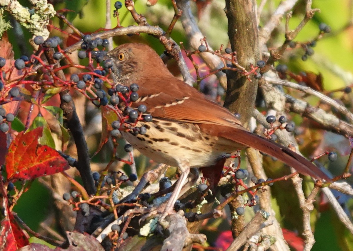 Brown Thrasher - ML641971281