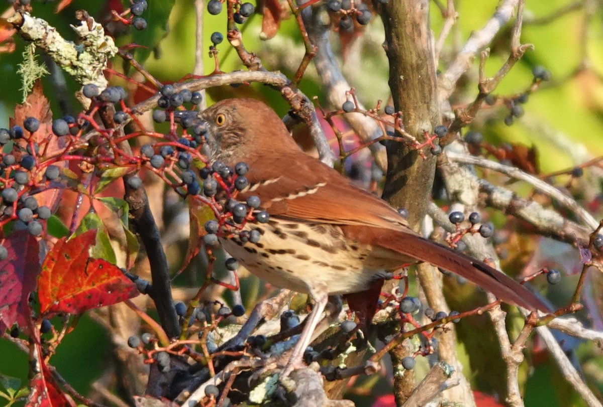 Brown Thrasher - ML641971297