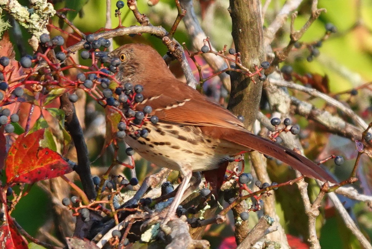 Brown Thrasher - ML641971306