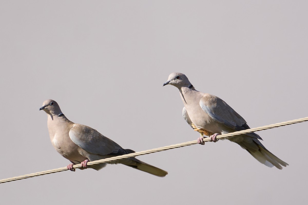Eurasian Collared-Dove - ML641971307