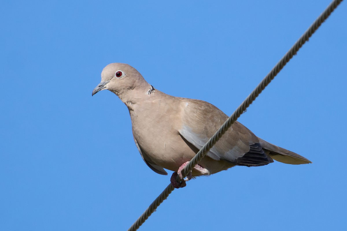 Eurasian Collared-Dove - ML641971308