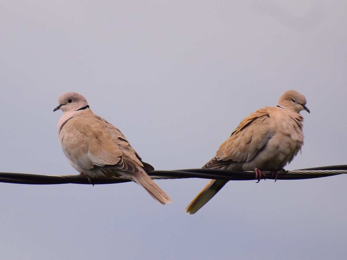 Eurasian Collared-Dove - ML641971322