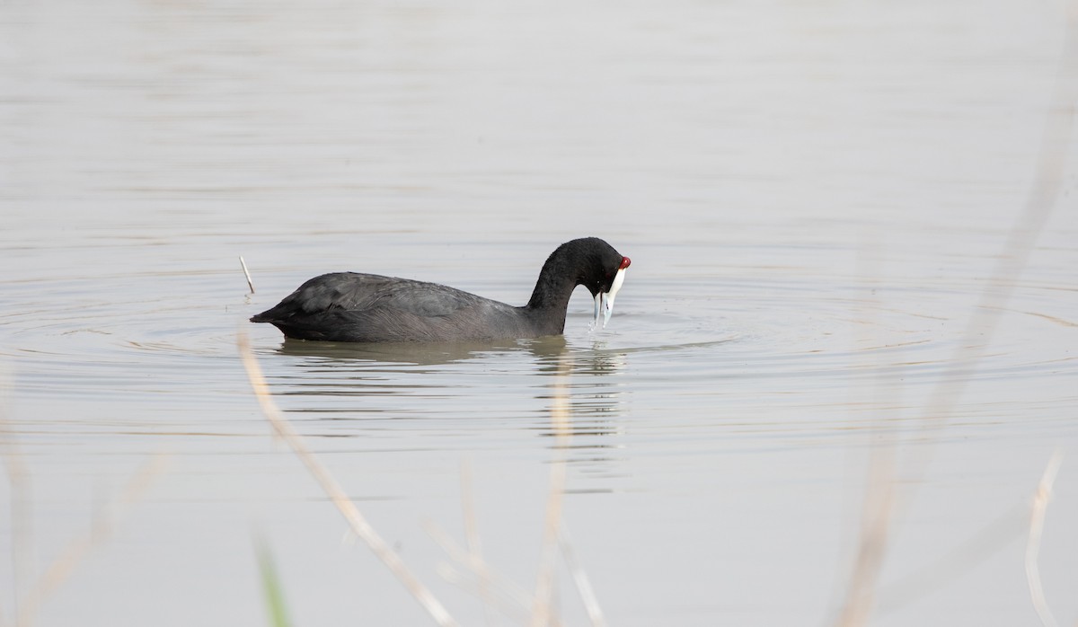 Red-knobbed Coot - ML641971327
