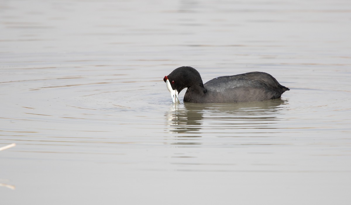 Red-knobbed Coot - ML641971328