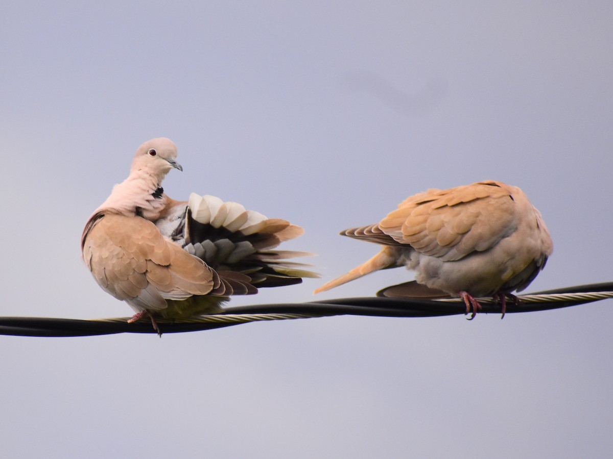 Eurasian Collared-Dove - ML641971331