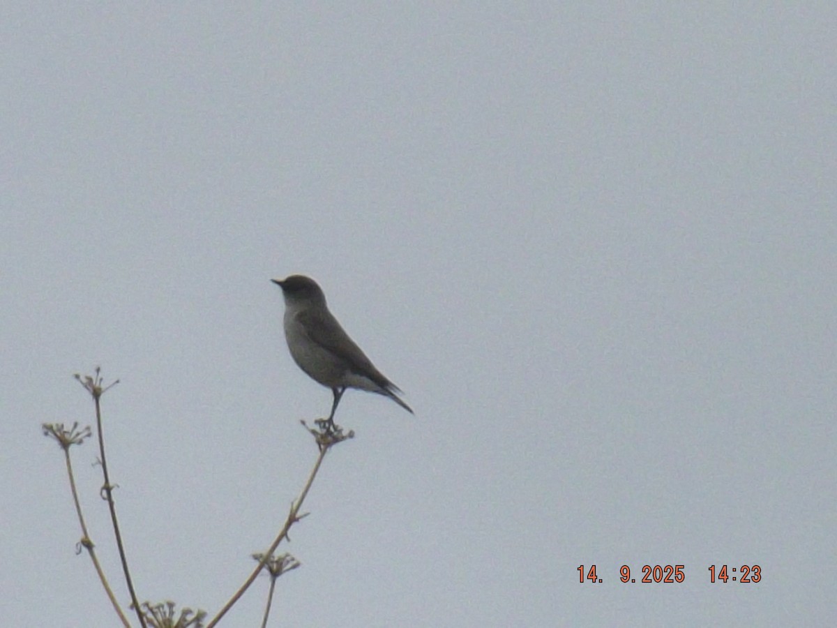 Dark-faced Ground-Tyrant - ML641971332