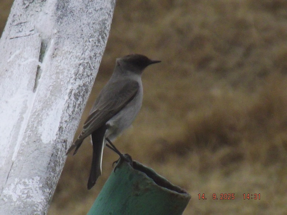 Dark-faced Ground-Tyrant - ML641971333