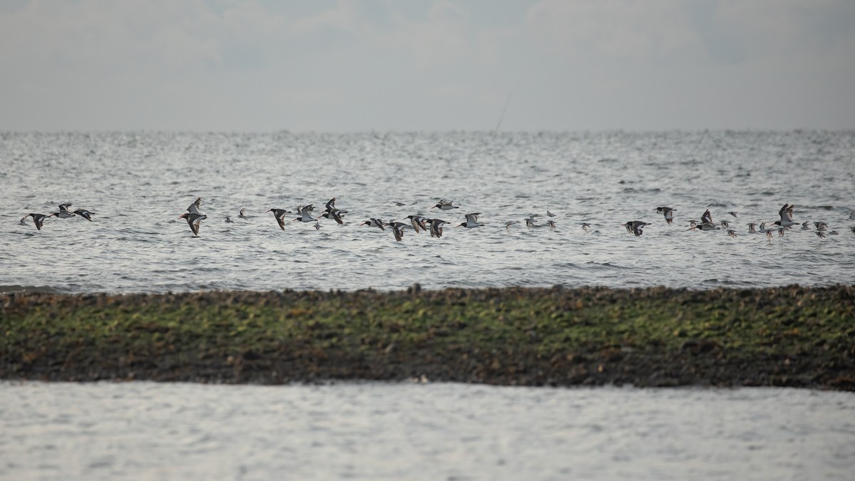 American Oystercatcher - ML641971335