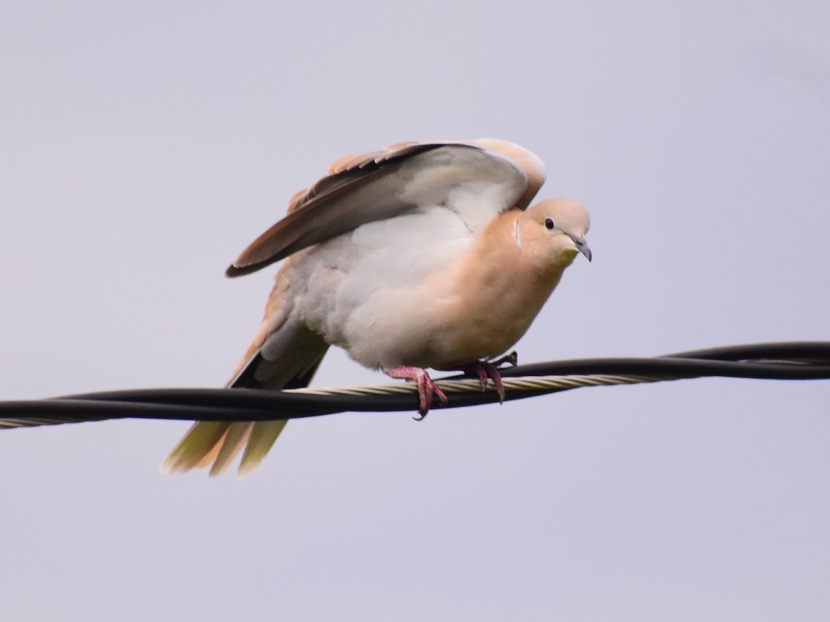 Eurasian Collared-Dove - ML641971339