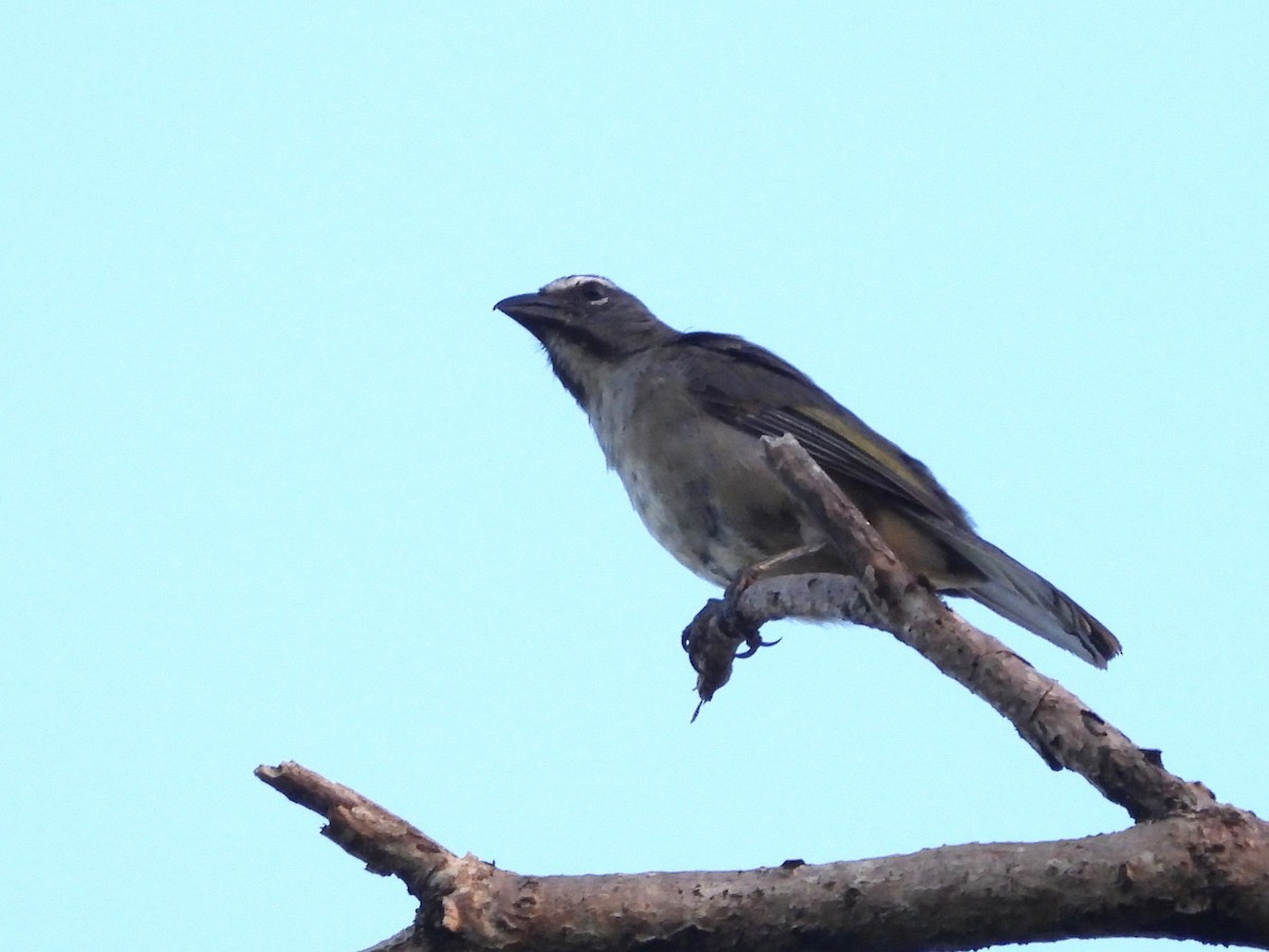 Olive-gray Saltator - ML641971341