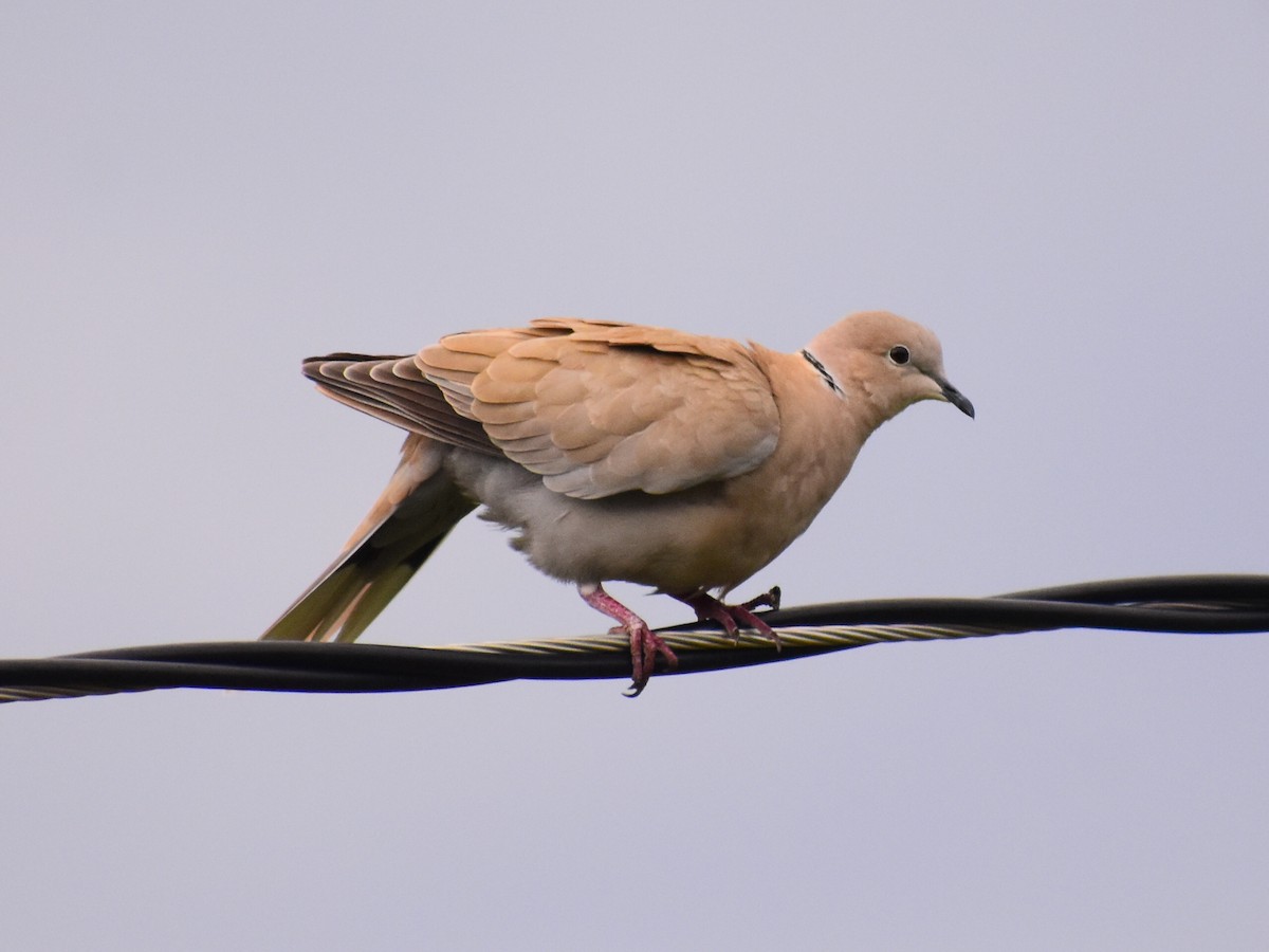 Eurasian Collared-Dove - ML641971342