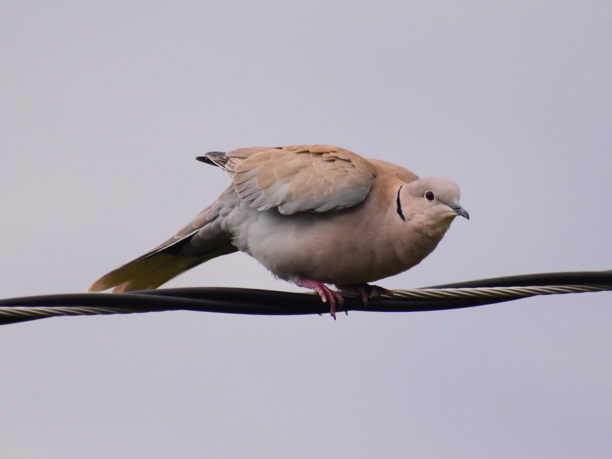 Eurasian Collared-Dove - ML641971343
