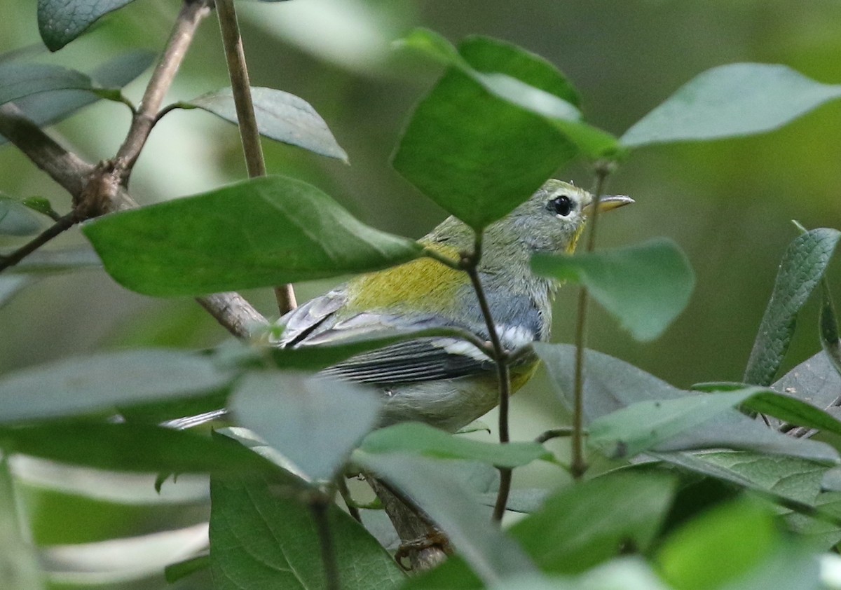 Northern Parula - ML641971374